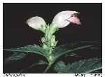 Chelone glabra L.