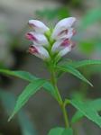 Chelone glabra L.