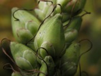 Chelone glabra L.
