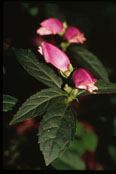 Chelone obliqua L. var. obliqua