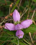 Chelone obliqua L. var. obliqua