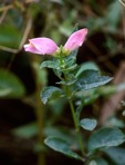 Chelone obliqua L. var. obliqua