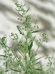Chenopodium berlandieri Moquin-Tandon var. macrocalycium (Aellen) Cronquist