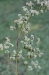 Chenopodium berlandieri Moquin-Tandon var. macrocalycium (Aellen) Cronquist