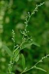 Chenopodium foggii Wahl