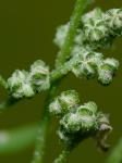 Chenopodium foggii Wahl