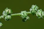 Chenopodium foggii Wahl