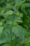 Chenopodiastrum simplex (Torrey) S. Fuentes, Uotila, & Borsch