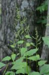Chenopodiastrum simplex (Torrey) S. Fuentes, Uotila, & Borsch