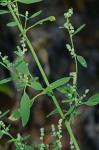 Chenopodium standleyanum Aellen