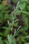 Chenopodium standleyanum Aellen