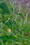 Chenopodium standleyanum Aellen
