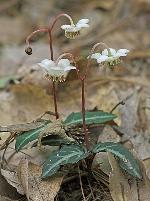 Chimaphila maculata (L.) Pursh