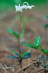 Chimaphila maculata (L.) Pursh