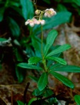 Chimaphila umbellata (L.) W. Barton ssp. cisatlantica (Blake) Hulten