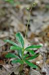 Chimaphila umbellata (L.) W. Barton ssp. cisatlantica (Blake) Hulten