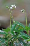 Chimaphila umbellata (L.) W. Barton ssp. cisatlantica (Blake) Hulten