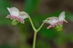 Chimaphila umbellata (L.) W. Barton ssp. cisatlantica (Blake) Hulten