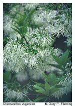 Chionanthus virginicus L.