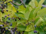 Chionanthus virginicus L.