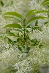 Chionanthus virginicus L.