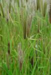 Chloris virgata Sw.