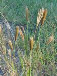 Chloris virgata Sw.