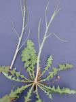 Chondrilla juncea L.