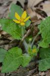 Chrysogonum virginianum L.