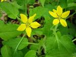 Chrysogonum virginianum L.