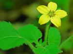 Chrysogonum virginianum L.