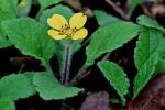 Chrysogonum repens (Cassini) Nesom