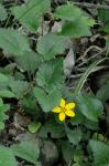 Chrysogonum repens (Cassini) Nesom