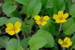 Chrysogonum repens (Cassini) Nesom