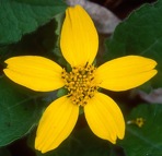 Chrysogonum virginianum L.