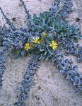 Chrysopsis gossypina (Michx.) Ell.