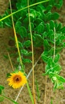 Chrysopsis gossypina (Michx.) Ell.
