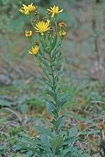 Chrysopsis mariana (L.) Ell.