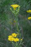 Chrysopsis mariana (L.) Ell.