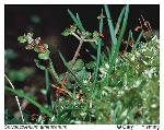 Chrysosplenium americanum Schwein. ex Hook.