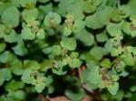 Chrysosplenium americanum Schwein. ex Hook.