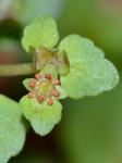 Chrysosplenium americanum Schwein. ex Hook.