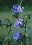 Cichorium intybus L.