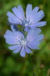 Cichorium intybus L.