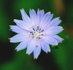 Cichorium intybus L.