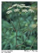 Cicuta maculata L. var. maculata