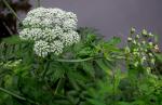 Cicuta maculata L. var. maculata