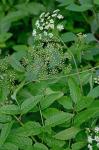 Cicuta maculata L. var. maculata