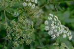 Cicuta maculata L. var. maculata