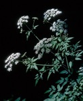 Cicuta maculata L. var. maculata